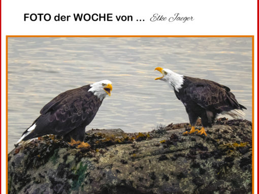 29WocheElke Weisskopfseeadler