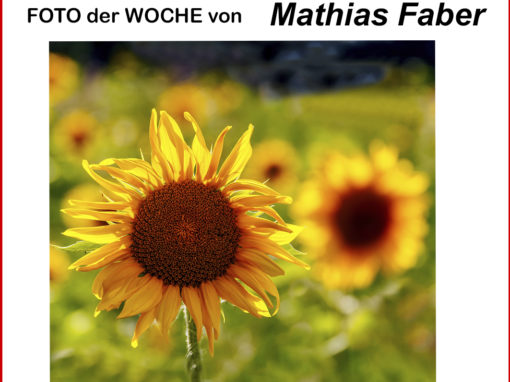 42WocheMathiasSonnenblumen