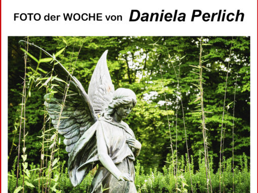 44WocheMelatenfriedhof KölnD-Perlich